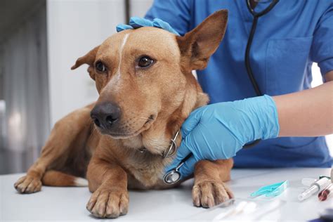 Popular dog treats recalled for Salmonella; health officials warn infections could spread to humans