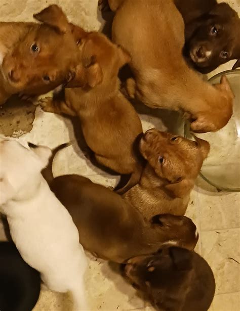 Free Puppies for Free in Sacramento, CA | For Sale & Free — Nextdoor