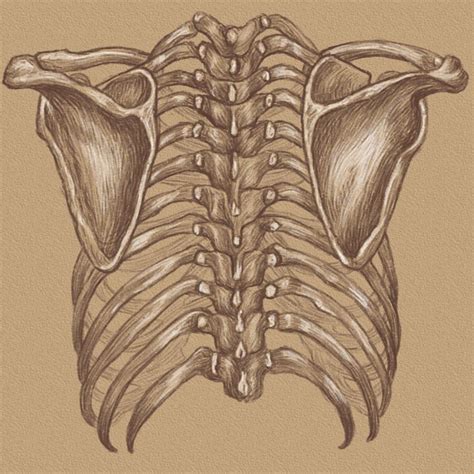 Back Rib Cage by ThaliaTook on DeviantArt