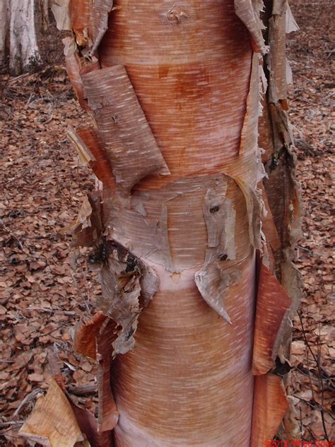 Betula neoalaskana - Alchetron, The Free Social Encyclopedia