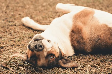 Cute dog lying on ground · Free Stock Photo