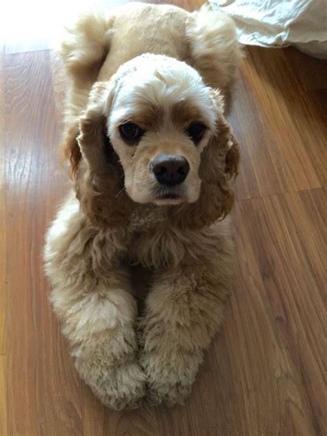 American Cocker Spaniel ~ Classic Look | Cocker spaniel breeds, Cute