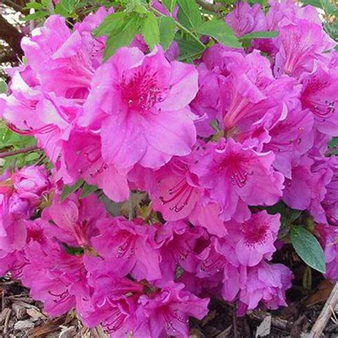 Azalea Herbert (Purple) | Pickens Azalea Festival