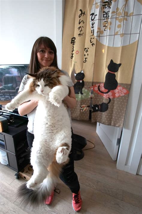 Giant Maine Coon Cat