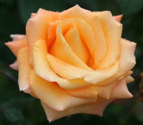 Best Roses for Arizona | John Denson's World of Gardens