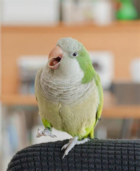 Monk Parakeet Birds - Worldwide Exotic Parrots Farm