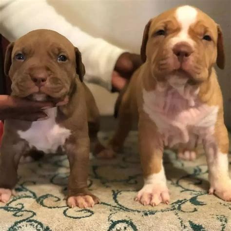 Pitbull puppies for sale | Pitbull puppies for sale, Cute dogs, Puppies