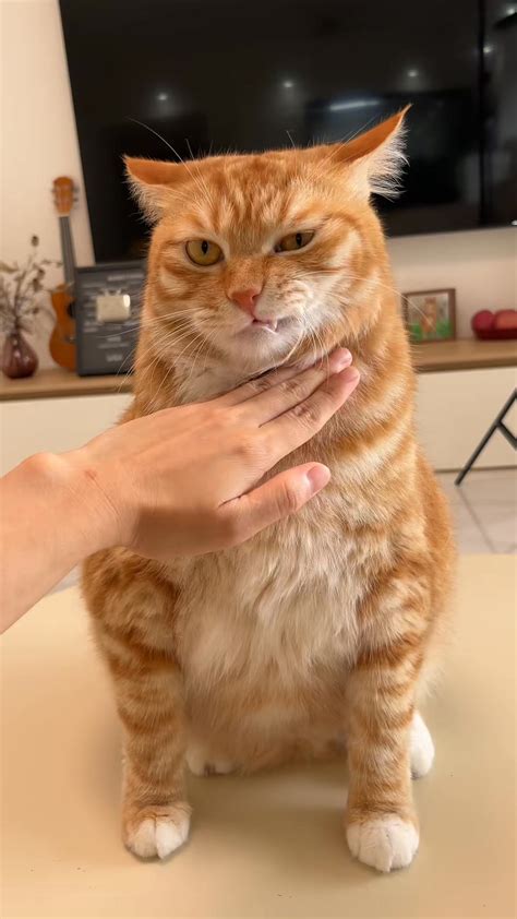 tro  meo meovangmapu pets cat funny cute trending reels
