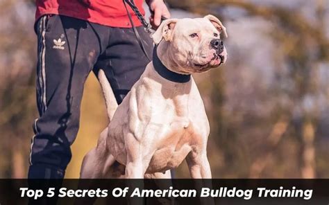 Top 5 Secrets Of American Bulldog Training (Must-See!)