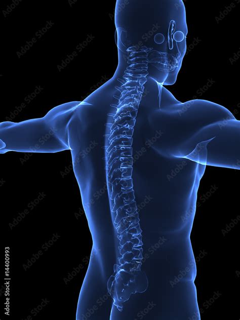 Human Spine x ray closeup Stock Illustration | Adobe Stock