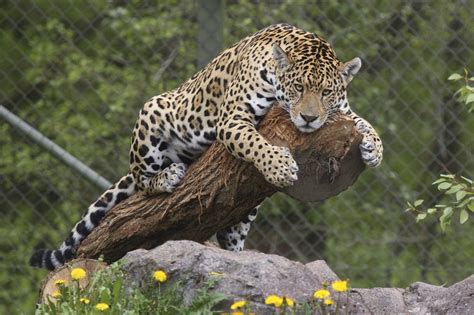 Jaguar Wallpaper Animal - WallpaperSafari