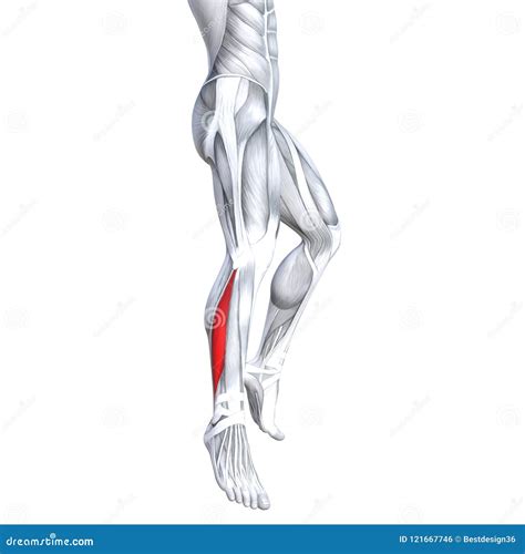 3D Illustration Fit Strong Back Upper Leg Human Anatomy Stock