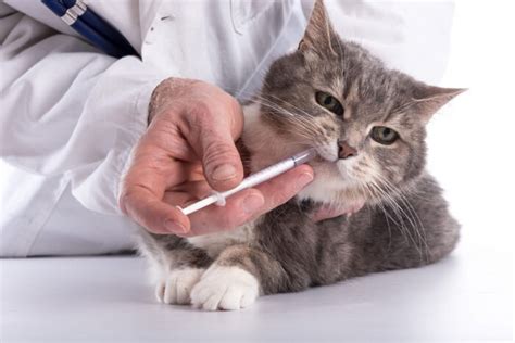 how long to give doxycycline for cats