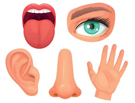 Que Son Las Imagenes Sensoriales 6