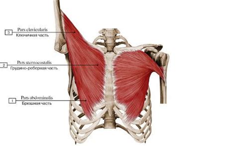 МЫШЕЧНАЯ СИСТЕМА en 2024 | Muscles corps humain, Corps humain, Anatomie ...