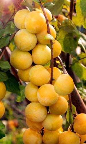 Саженец (однолетка) Слива Уральская Золотистая - купить с доставкой по ...