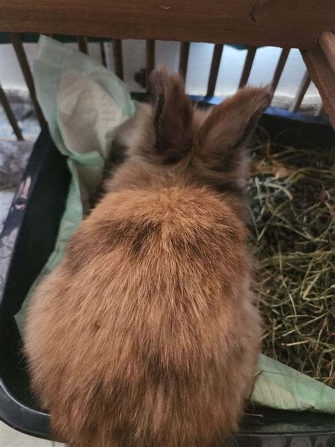 How to keep the bun entertained for hours : r/Bunnies