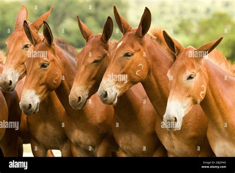 beautiful breeding mules of high standard and resistance in the farm ...