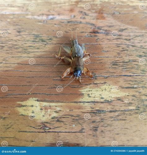 Neocurtilla Hexadactyla, Commonly Known As the Northern Mole Cricket
