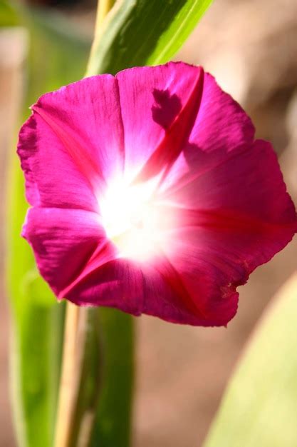 Premium Photo | Trumpet flower