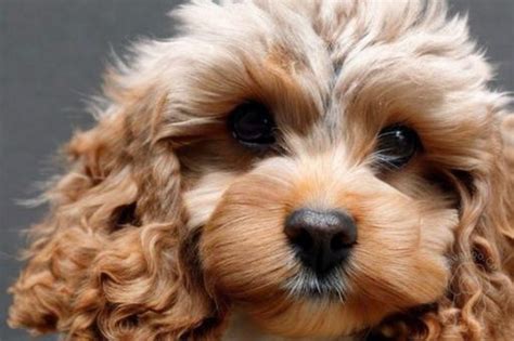 ultimate cavapoo guide owner tips  complete breed guide cavapoo