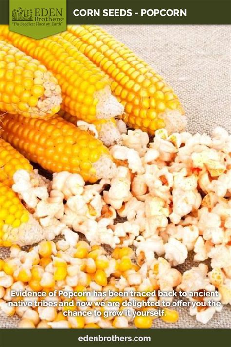 Corn Seeds - Popcorn | Vegetable Seeds in Packets & Bulk | Eden ...