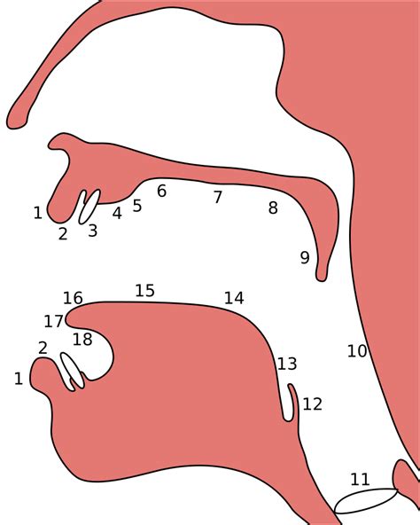 800px-Places_of_articulation.svg | Reza Ervani Institute