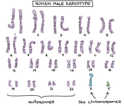 6.8: X-linked inheritance - Biology LibreTexts