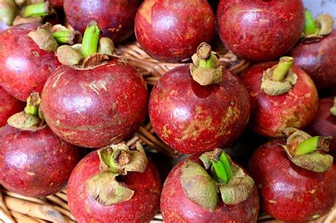 INGREDIENTS IN DEPTH - GARCINIA INDICA