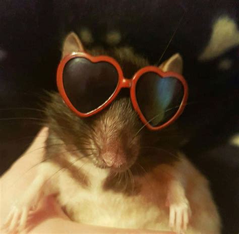 funny rat  eyeglasses picture wallpaperscom