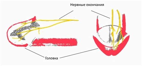 denervatsiya golovki polovogo chlena otzyvy posle operatsii tsena oslozhneniya