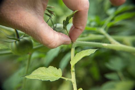 Tips for Growing Tomatoes | HGTV