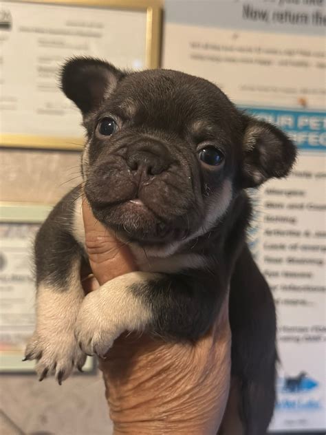 French Bulldog babies | Madisonville TX