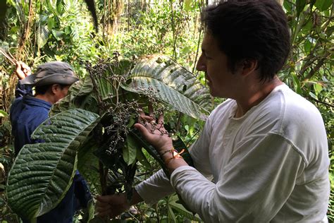 CSU scholars collect new tree species in the Amazon