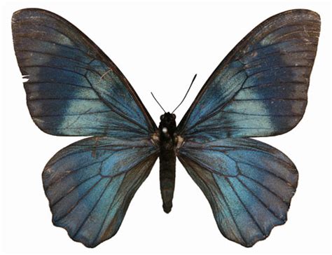 papilio moerneri insecta lepidoptera papilionidae