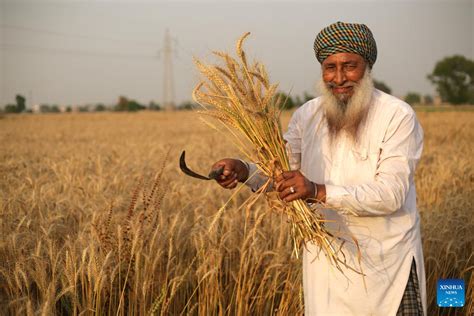 pics wheat harvest  india xinhua