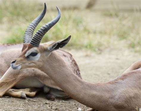 gerenuk front face  classroom clip art