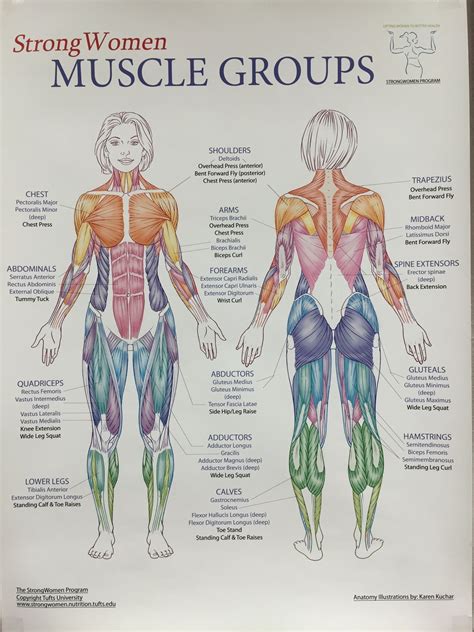 The female muscular system laminated anatomy chart – Artofit