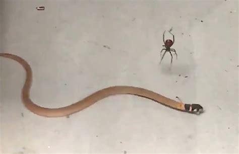 Redback Spider Vs. Brown Snake Is Nature's Most Horrific Battle