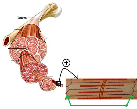 diagramme de le muscle quizlet