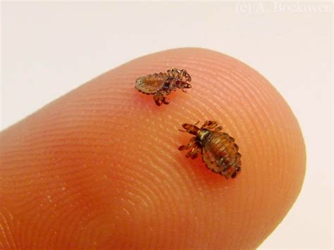 RwiHau: Dog Lice