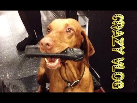 Crazy Vlog #11 Dog with Dildo | Собака с Фаллоимитатором - YouTube