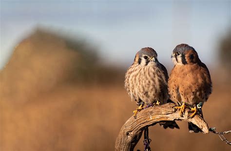 animal ambassadors natures educators