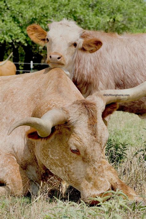 Texas longhorn cattle – Artofit