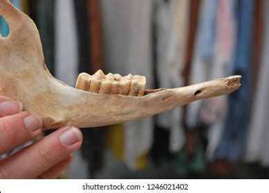 Herbivorous Animals Mandible Molar Teeth Humans库存照片1246021402 | Shutterstock