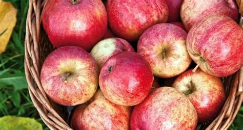 Яблоки Штрифель Фото – Telegraph