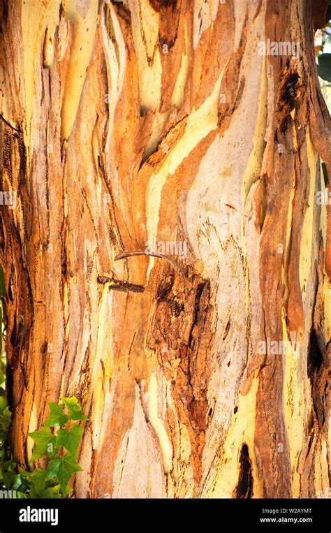 australian native eucalyptus trees