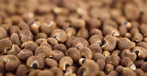 Ambrette and Аmbrettolide in Perfumery ~ Raw Materials