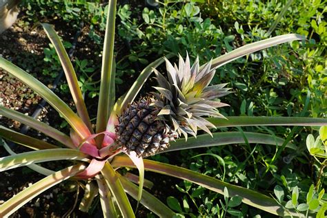 Photo gratuite: Ananas, Croître, Vert, Arbre - Image gratuite sur ...