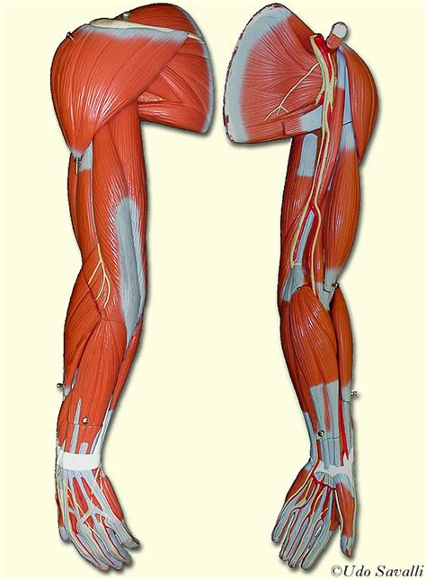 arm muscles diagram quizlet